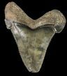 Fossil Angustidens Shark Tooth - Megalodon Ancestor #46838-1